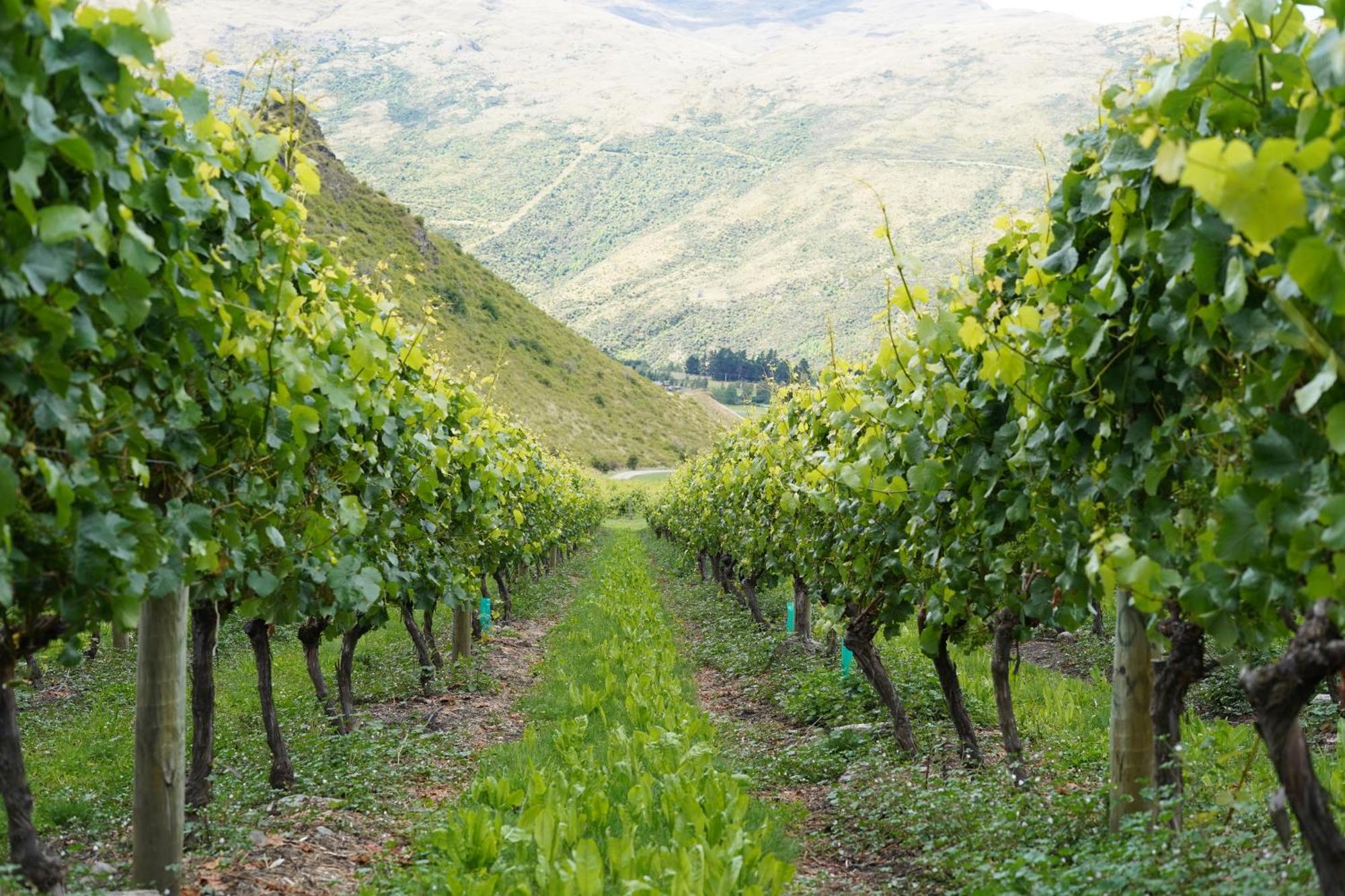 Mt Rosa Lodge Boutique Vineyard Accommodation Wanaka Dış mekan fotoğraf