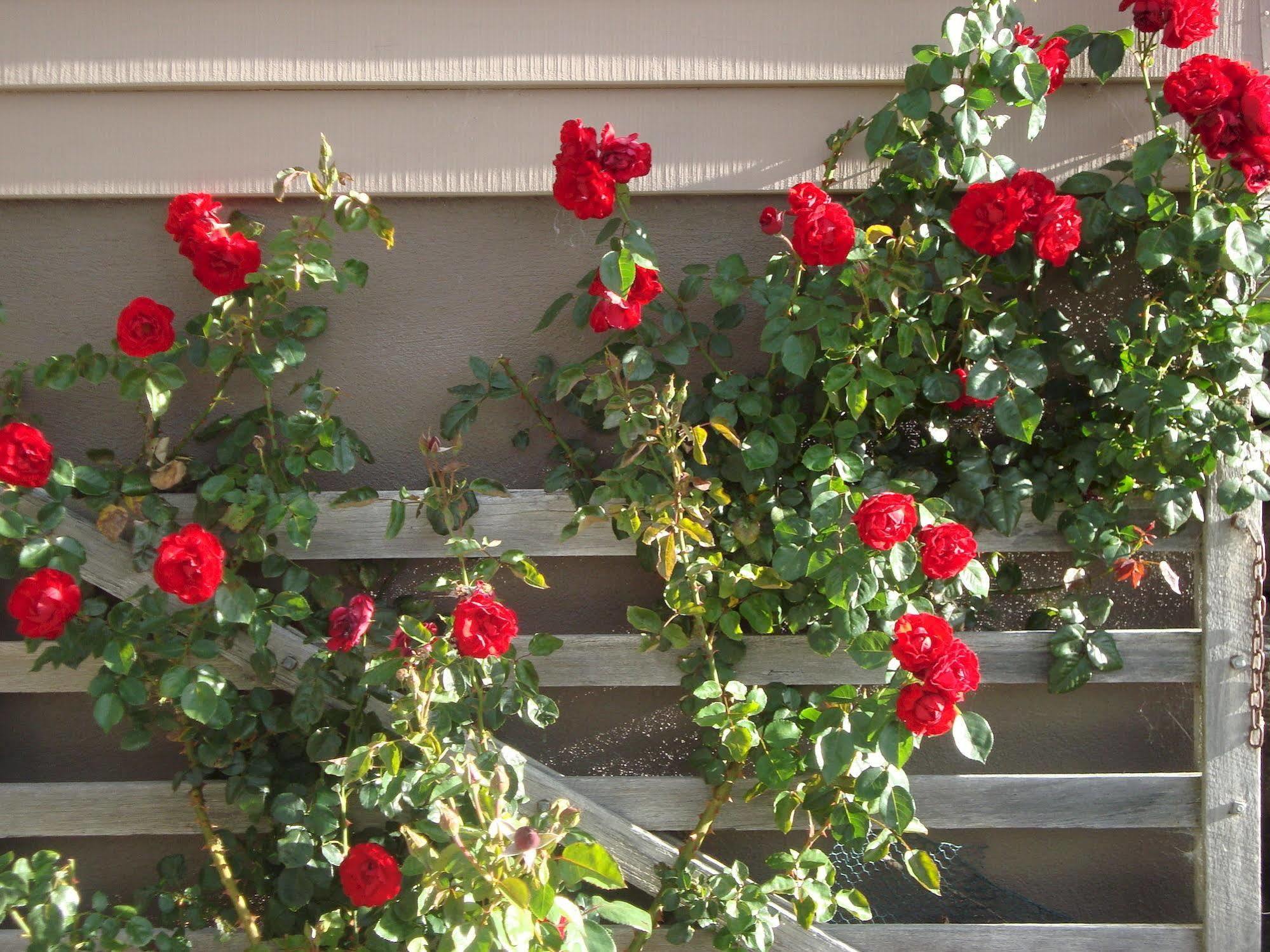 Mt Rosa Lodge Boutique Vineyard Accommodation Wanaka Dış mekan fotoğraf